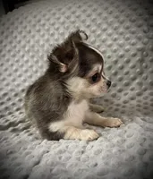 AKC Fancy, a female Chihuahua for sale in New Jersey, NJ – 3 of 5