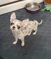 AKC Bella, a female Chihuahua for sale in New Jersey, NJ – 1 of 6
