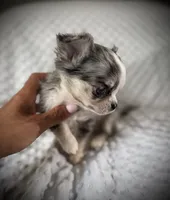 AKC Patch, a male Chihuahua for sale in New Jersey, NJ – 2 of 6