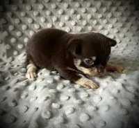 AKC Odin, a male Chihuahua for sale in New Jersey, NJ – 3 of 5
