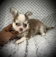 AKC Finn, a male Chihuahua for sale in New Jersey, NJ – 5 of 8