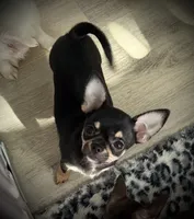 AKC Gemma, a female Chihuahua for sale in New Jersey, NJ – 2 of 10