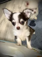 AKC Fiona , a female Chihuahua for sale in New Jersey, NJ – 3 of 4