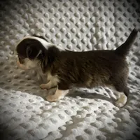 AKC Lily , a female Chihuahua for sale in New Jersey, NJ – Photo 9 of 9