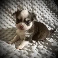 AKC Lily , a female Chihuahua for sale in New Jersey, NJ – Photo 5 of 9