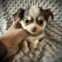 AKC Lily , a female Chihuahua for sale in New Jersey, NJ – Photo 1 of 9