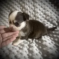 AKC Lily , a female Chihuahua for sale in New Jersey, NJ – Photo 4 of 9