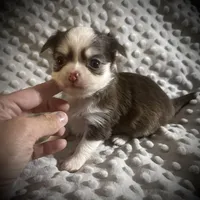 AKC Lily , a female Chihuahua for sale in New Jersey, NJ – Photo 6 of 9