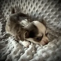 AKC Lily , a female Chihuahua for sale in New Jersey, NJ – Photo 3 of 9