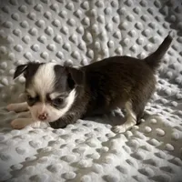 AKC Lily , a female Chihuahua for sale in New Jersey, NJ – Photo 7 of 9