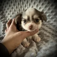 AKC Lily , a female Chihuahua for sale in New Jersey, NJ – Photo 2 of 9