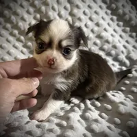 AKC Lily , a female Chihuahua for sale in New Jersey, NJ – Photo 8 of 9