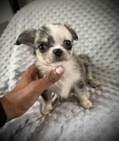 AKC Patch, a male Chihuahua for sale in New Jersey, NJ – 3 of 6