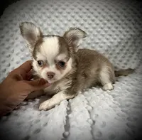 AKC Finn, a male Chihuahua for sale in New Jersey, NJ – 4 of 8