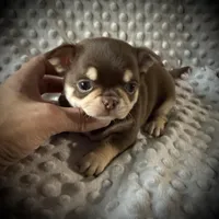 AKC Theo, a male Chihuahua for sale in New Jersey, NJ – Photo 3 of 5
