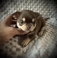 AKC Theo, a male Chihuahua for sale in New Jersey, NJ – Photo 3 of 5