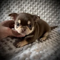 AKC Theo, a male Chihuahua for sale in New Jersey, NJ – Photo 1 of 5