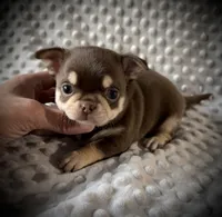 AKC Theo, a male Chihuahua for sale in New Jersey, NJ – Photo 1 of 5