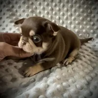 AKC Theo, a male Chihuahua for sale in New Jersey, NJ – Photo 2 of 5