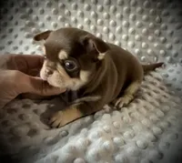 AKC Theo, a male Chihuahua for sale in New Jersey, NJ – Photo 2 of 5