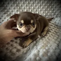 AKC Theo, a male Chihuahua for sale in New Jersey, NJ – Photo 4 of 5