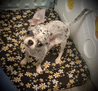 AKC Bella, a female Chihuahua for sale in New Jersey, NJ – 2 of 10