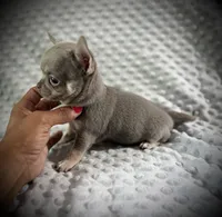 AKC Jax, a male Chihuahua for sale in New Jersey, NJ – 4 of 10