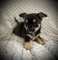 AKC Gemma, a female Chihuahua for sale in New Jersey, NJ – 5 of 10