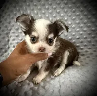 AKC Fiona, a female Chihuahua for sale in New Jersey, NJ – 7 of 7