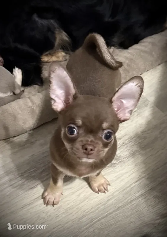 AKC Opie – Chihuahua puppy for sale in New Jersey, NJ