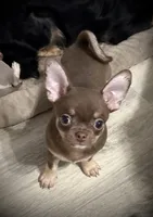 AKC Opie, a male Chihuahua for sale in New Jersey, NJ – 1 of 10