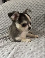 AKC Fancy, a female Chihuahua for sale in New Jersey, NJ – 4 of 5