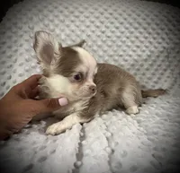 AKC Finn, a male Chihuahua for sale in New Jersey, NJ – 2 of 8