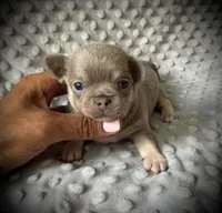 AKC Jax, a male Chihuahua for sale in New Jersey, NJ – 3 of 4