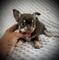 AKC Kara, a female Chihuahua for sale in New Jersey, NJ – 6 of 7