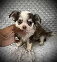 AKC Fiona, a female Chihuahua for sale in New Jersey, NJ – 5 of 7