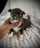 AKC Darla, a female Chihuahua for sale in New Jersey, NJ – 5 of 5