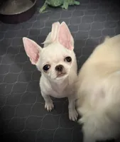 AKC Tiny Bean, a male Chihuahua for sale in New Jersey, NJ – 9 of 9
