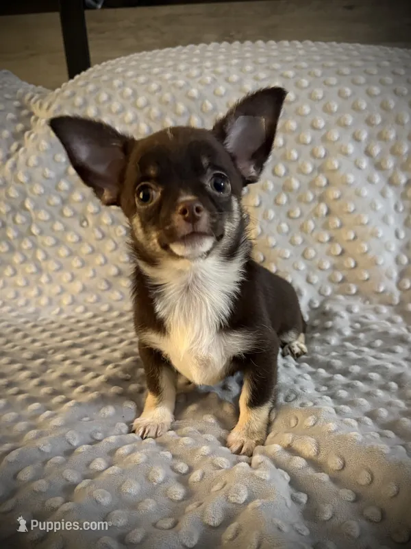AKC Darla – Chihuahua puppy for sale in New Jersey, NJ