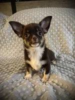 AKC Darla, a female Chihuahua for sale in New Jersey, NJ – 2 of 10