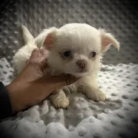 AKC Porter, a male Chihuahua for sale in New Jersey, NJ – 7 of 7