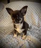 AKC Darla, a female Chihuahua for sale in New Jersey, NJ – 4 of 10