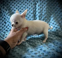 AKC Bean, a male Chihuahua for sale in New Jersey, NJ – 3 of 8
