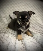 AKC Gemma, a female Chihuahua for sale in New Jersey, NJ – 3 of 10