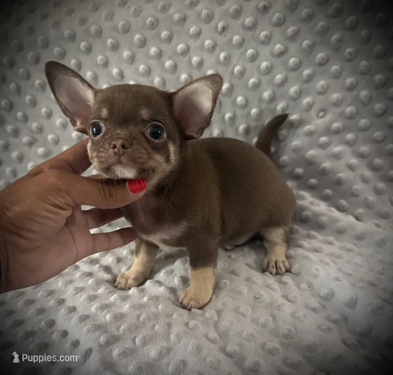 AKC Opie – Chihuahua puppy for sale in New Jersey, NJ