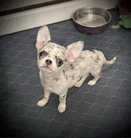 AKC Bella, a female Chihuahua for sale in New Jersey, NJ – 6 of 6