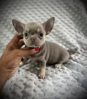 AKC Jax, a male Chihuahua for sale in New Jersey, NJ – 2 of 10