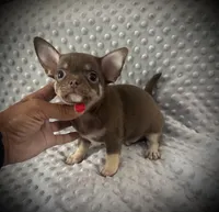 AKC Opie, a male Chihuahua for sale in New Jersey, NJ – 2 of 10