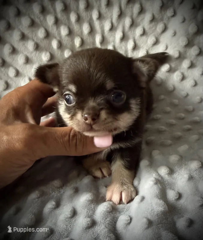 AKC Odin – Chihuahua puppy for sale in New Jersey, NJ