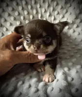 AKC Odin, a male Chihuahua for sale in New Jersey, NJ – 4 of 10